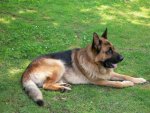 Big german shepherd