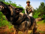 War dog