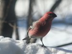 Pine Grosbeak