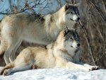 Beautiful wolves chilling