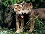 Wolf puppies