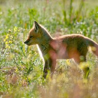 Fox kit