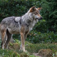 Mexican Gray wolf