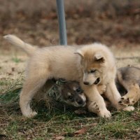 wolf puppies playing