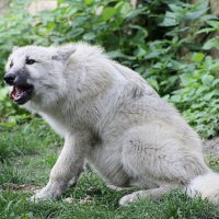 white wolf yelp