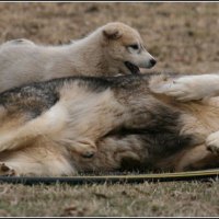 wolf dog puppies playing with dad