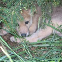 wolf puppy hiding