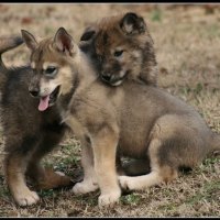 wolf dog buddies