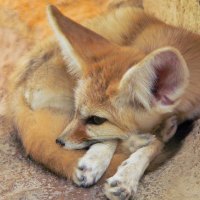 Fennec fox