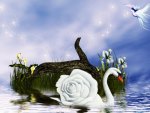 Rose Swan
