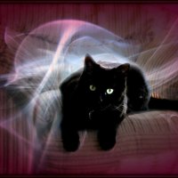 Black beauty in shades of purple