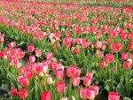 Pink tulips garden. My Sweetie fav, flower.