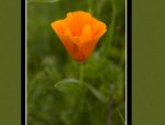 California Poppy
