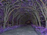 Purple Trees