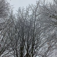 Winter Trees