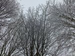Winter Trees