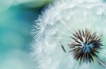 dandelion_flower