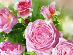 Pink roses