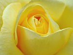 Pale yellow rose