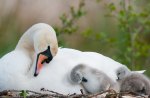 Swan with ducklings