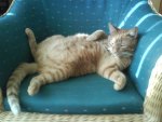 Funny relaxing cat