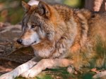 The Beauty of Wolves