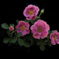 Wonderful roses on black