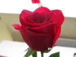 Valentine Rosebud