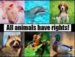 Animal rights