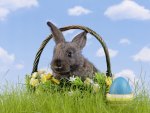 Easter Bunny