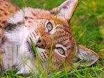 Lynx lying in grass