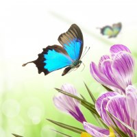 *** Spring flowers and butterflies ***
