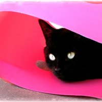 Wash-basket kitty shelter