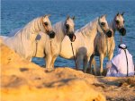 Majestic Arabians