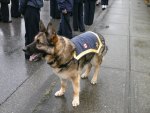 police dog
