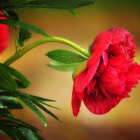 *** Red peony ***