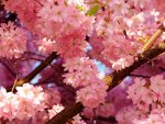 pink_cherry_flowers