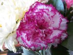 Carnation Beauty