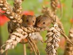 Field mice