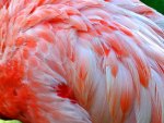 Beautiful flamingo feathers
