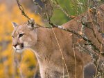 cougar