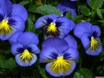 -Pansies