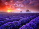 Lavender in the mist