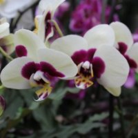 white & purple orchid