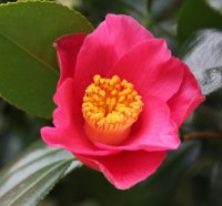 Pink Camelia