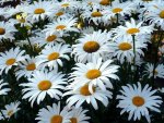 Sallys Daisies