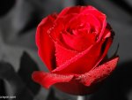 Red Rose