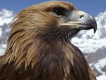 Golden Eagle