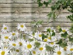 Daisies By Summer Barn