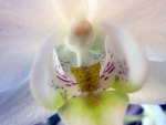 White orchid